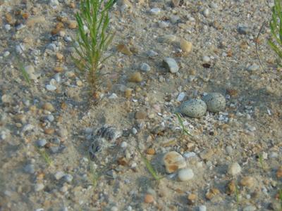 Plover chick and eggs