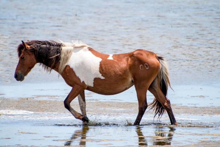 Ella of Assateague