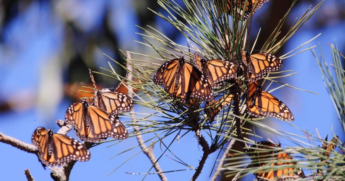 Pollinators Vip DNREC hosting