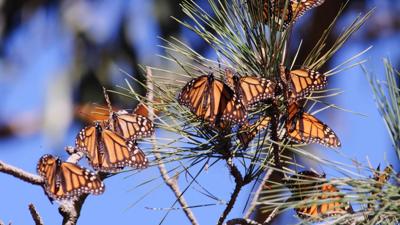 butterflies