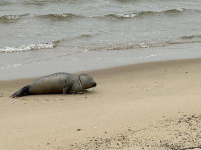 MERR Harbor Seal Rescue