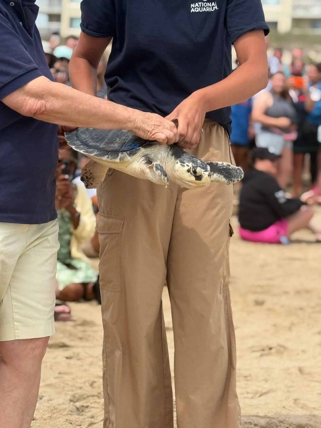 oc rehabbed turtle
