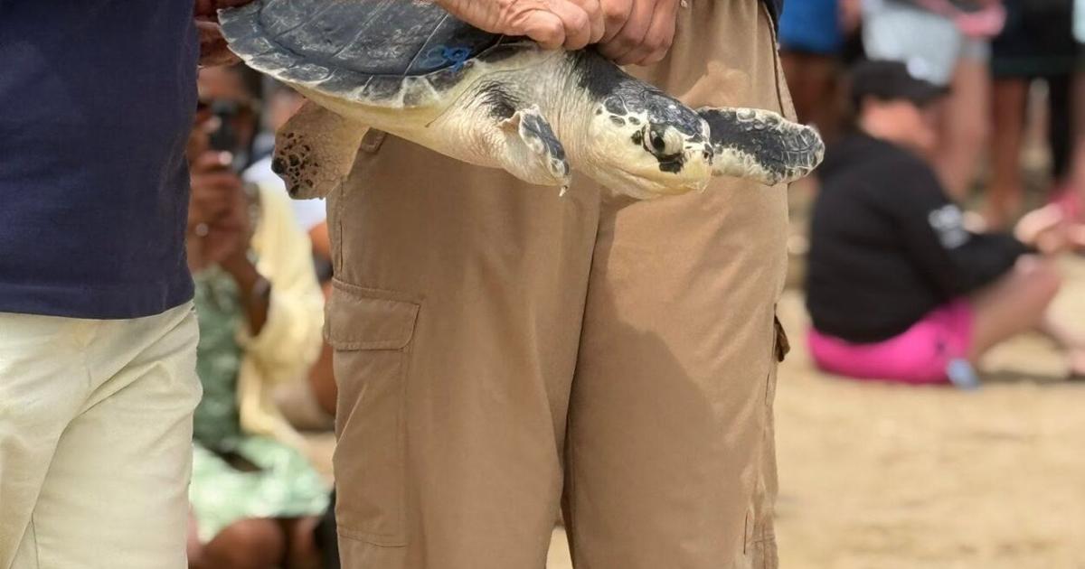 Rehabilitated sea turtles have homecoming on Ocean City beach