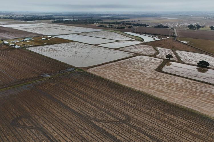 Climate Rice and Crawfish Pests