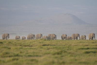Kenya Elephants