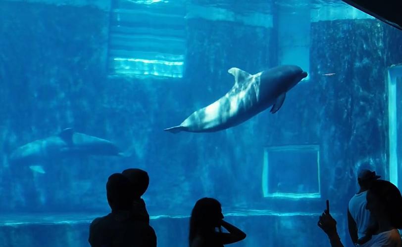 OCFF 2022 – Environmental & Aquatic Shorts