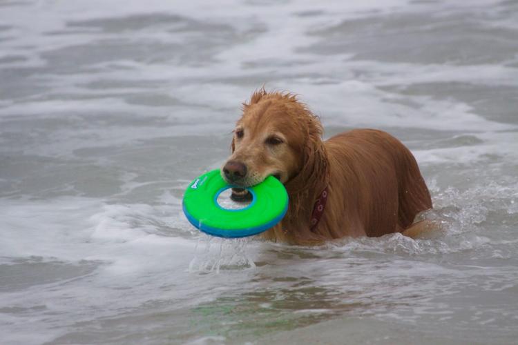 14567623_648591921981192_5161836227772691620_o