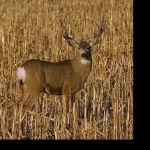 Maryland DNR to open winter firearm deer season Jan. 9