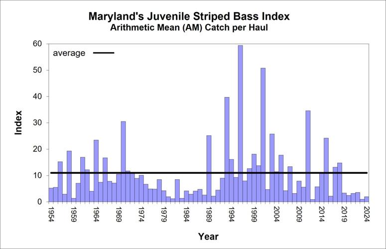 Striped Bass Numbers
