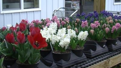 Signs of Spring Despite Wintry Weather