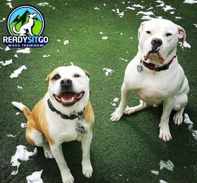 Ready Sit Go Dog Training Delivers Professional Off Leash Dog Training in Denver, CO, Programs for Reliable Obedience