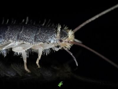 Pest Control Solutions & Services Addresses Common Pest Management Inquiries for Holiday, FL Property Owners
