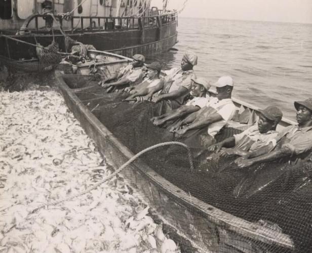 MENHADEN (1)