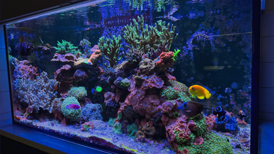 OKC Reef Launches Reef-Only Aquarium Maintenance Service in Oklahoma City