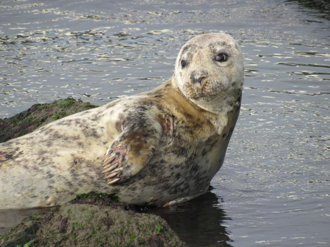 Seal