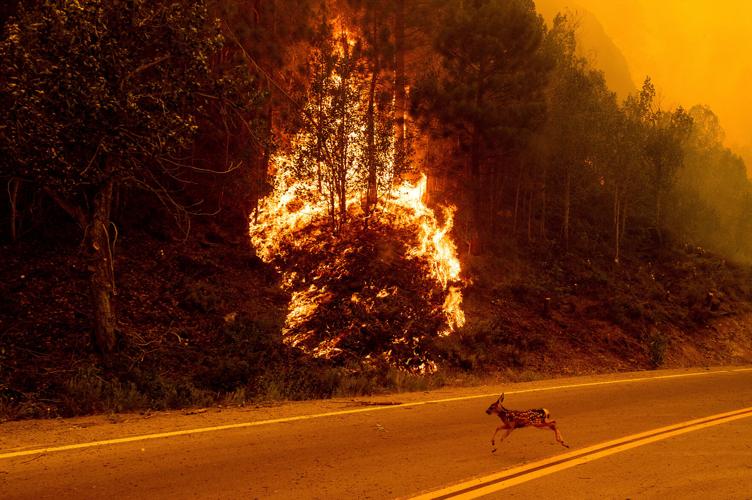 Climate Wildfires Deaths