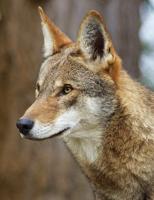 red wolf