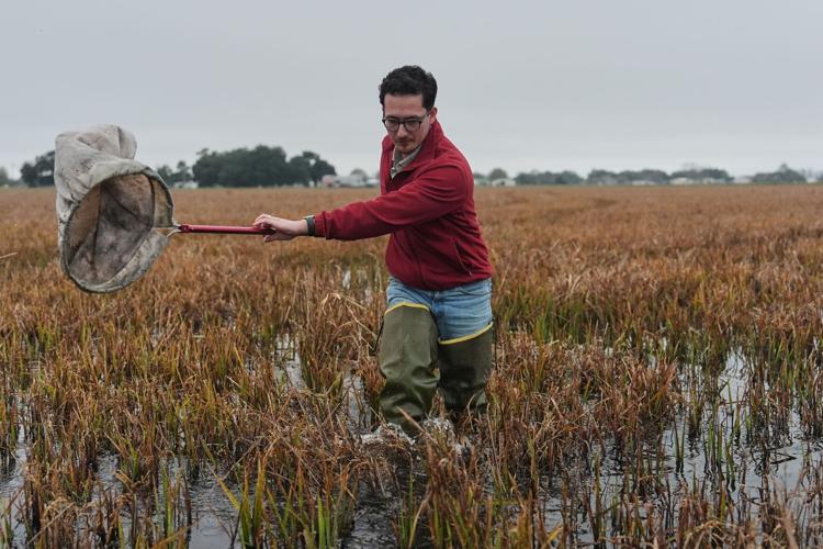 Climate Rice and Crawfish Pests