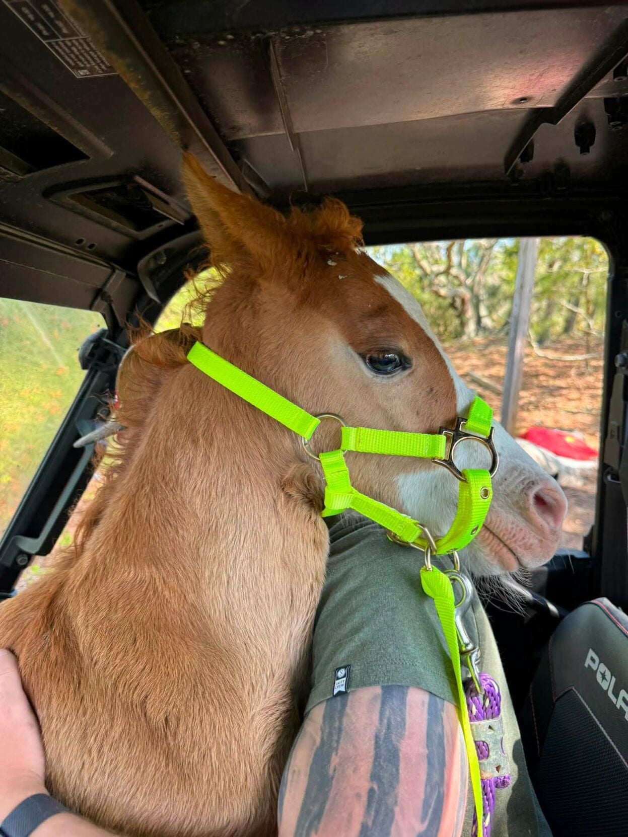 Wildfire's Phoenix being rescued by the Chincoteague Volunteer Fire Co.