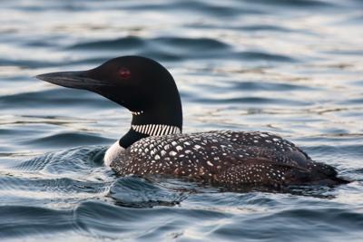 Common-loon