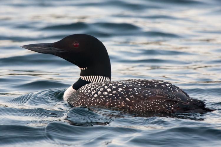 Common-loon
