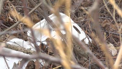 House Bill in Maryland Aims to Ban Polystyrene Containers