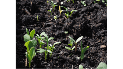 How to Use Humic Acid Fertilizer: Jesenice Experts Break Down the Dos and Don'ts