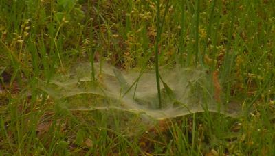 Travels With Charlie: Funnel Web Spider