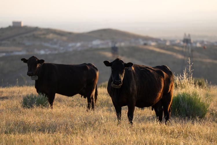 Beef Prices Ranchers