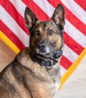 Wicomico County Sheriff’s Office mourns loss of retired K9