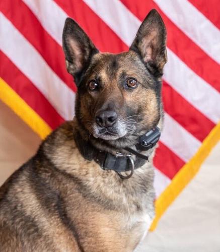 K9 Brune