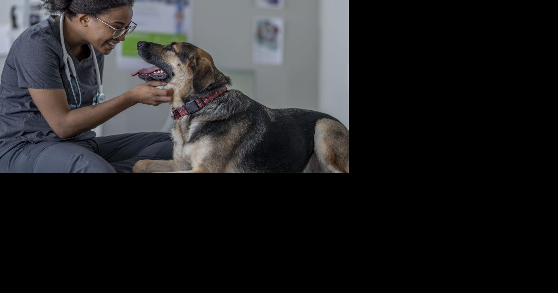 Delaware bill would require veterinarians to report suspected animal cruelty