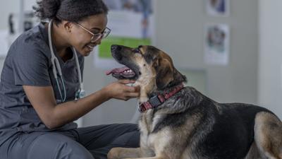 Veterinarian