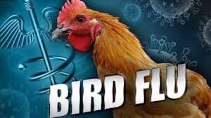 Number of Iowa Chickens to be Killed Due to Bird Flu Lower