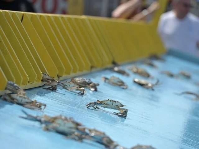 Crab Derby