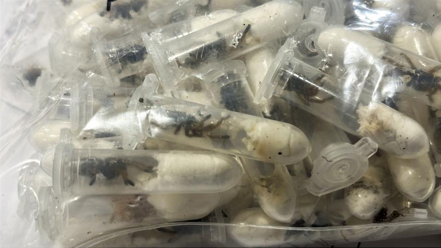 Germany Smuggled Spiders
