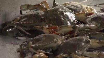 Md. Natural Resources Police to Launch Crabbing Campaign