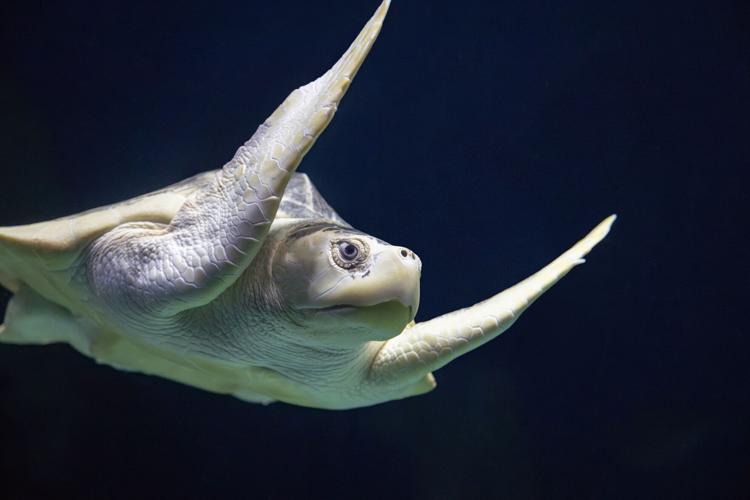 Pecorino, a Kemp's Ridley Sea Turtle