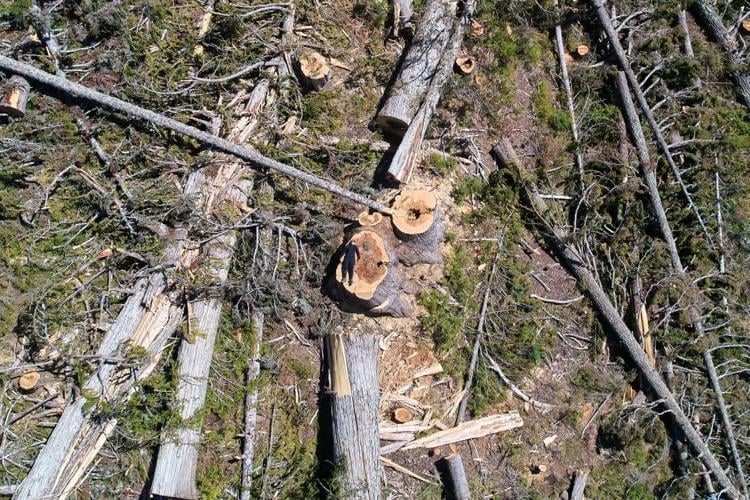 Climate Canada Deforestation