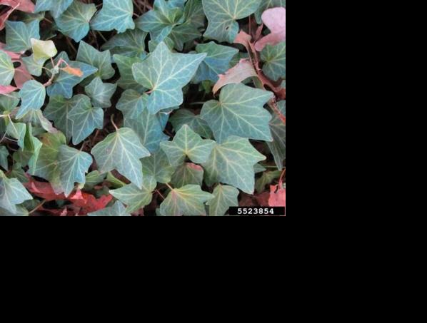 English Ivy