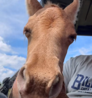 Saltwater Cowboys jump into action as 102nd Chincoteague Pony foal makes mysterious debut