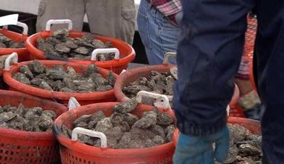 Oyster Prices High Going Into the Holidays