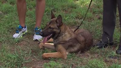 K 9 Brune   Monday  July 13  2015   YouTube