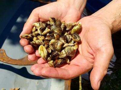 Zebra mussels