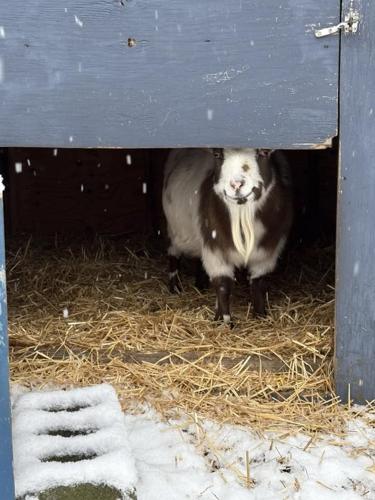 Shadoe Westover MD.jpg