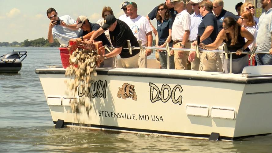 Oyster Recovery Partnership Dumps 10 Billionth Oyster Into The Bay
