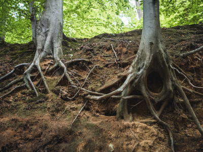 Elite Tree Service: Phoenix's Trusted Tree Removal Experts