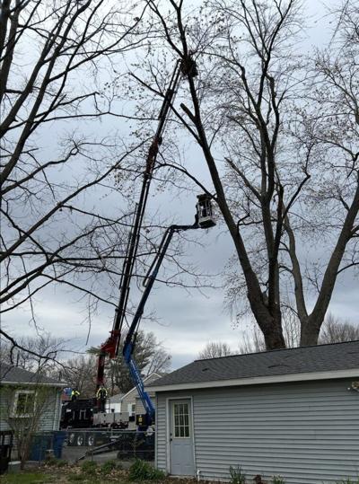 Local Tree Service Built on Safety and Honest Pricing