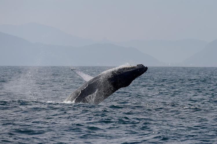 Brazil Humpback Whales