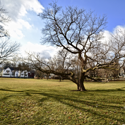 Earthworks Tree Services: Asheville's Experienced Tree Service Experts